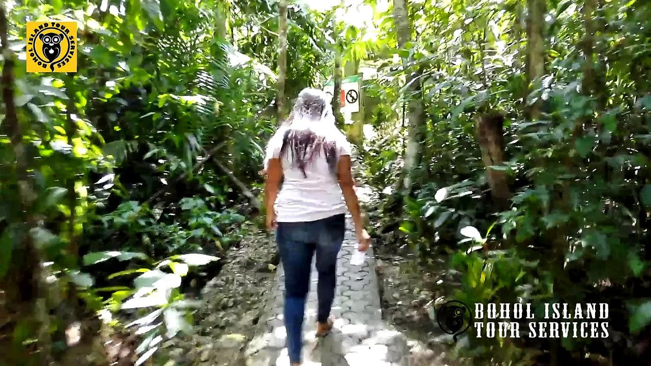 How we found a Cutest Tarsier in Corella Bohol? Finding Philippine Tarsier the easy way.