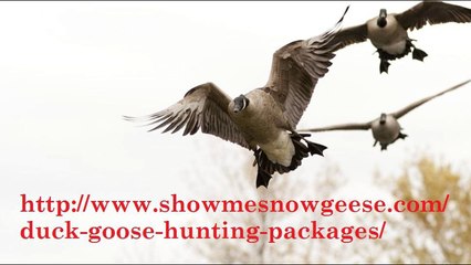 Goose_hunting