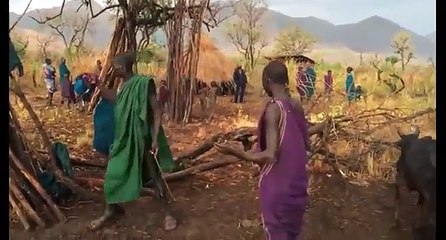African Tribal Satanic Ritual Drink Blood of a Bull