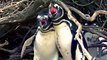 Animal Fight Night  National Geographic Narrates Home Wrecking Penguin   A Scorned Husband’s Bloody