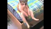 VD Cats Acting Like Humans! Funny Cat Compilation