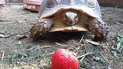 Cute pet tortoise struggles to eat strawberry