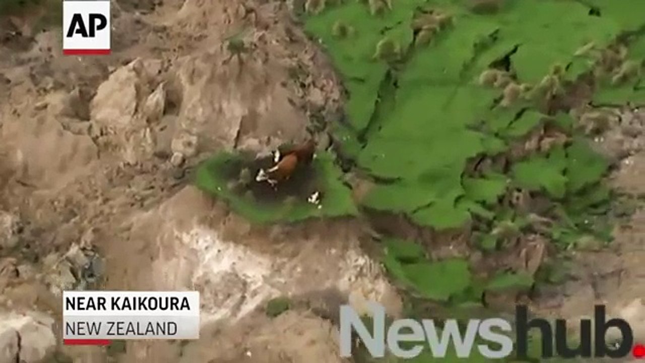 Des vaches coincées sur un îlot de terre après un séisme