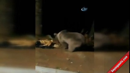 Aç kalan ayılar şehre indi