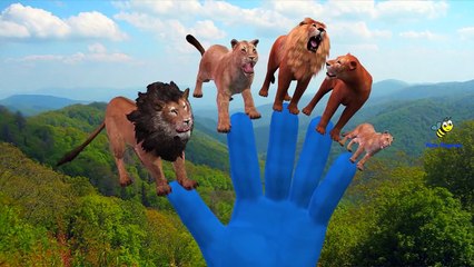 Lion Attacks Elephant And Lion Attacks Tiger And Singing Finger Family Children Nursery Rhymes