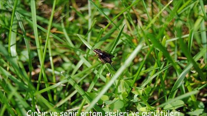 Cırcır ve şehir ortam sesleri ve gürültüleri
