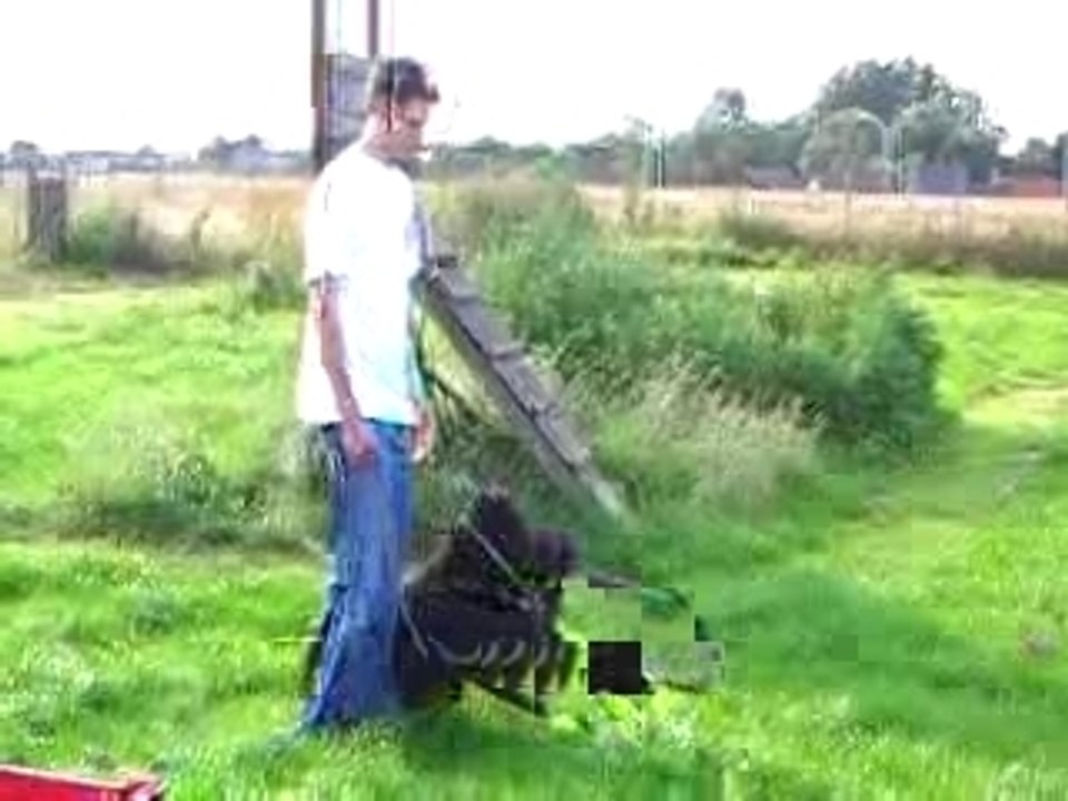 Bouvier des Flandres : Fausth de la Genesis