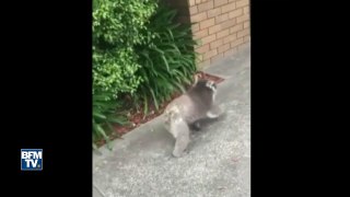 Ce koala est rempli de motivation avant d'aller au travail !