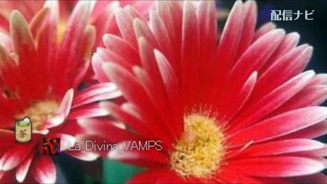 【ゲルゲ】ウナちゃんマン逮捕！　店は私が開けるとウナの枠で報告！（ツイキャス）