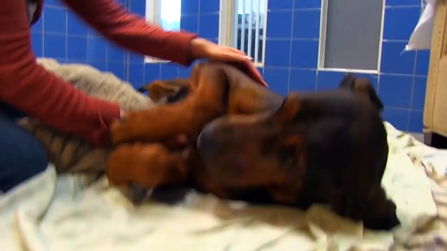 Enfermée et enchaînée depuis des années, cette chienne retrouvée dans un état piteux reprend goût à la vie