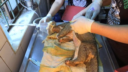 Perseguidos, pangolins passam por reabilitação no Vietnã