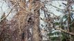12 Week Old Bear Cubs Climbing Down Tree - Wild Alaska
