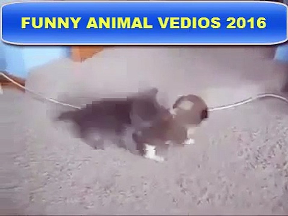 Dog vs Cat Fight 2016