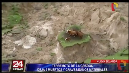 Impactantes imágenes de vacas que se salvaron tras terremoto en Nueva Zelanda