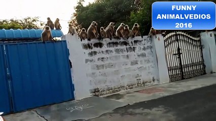 Dog vs Monkeys Video 2016