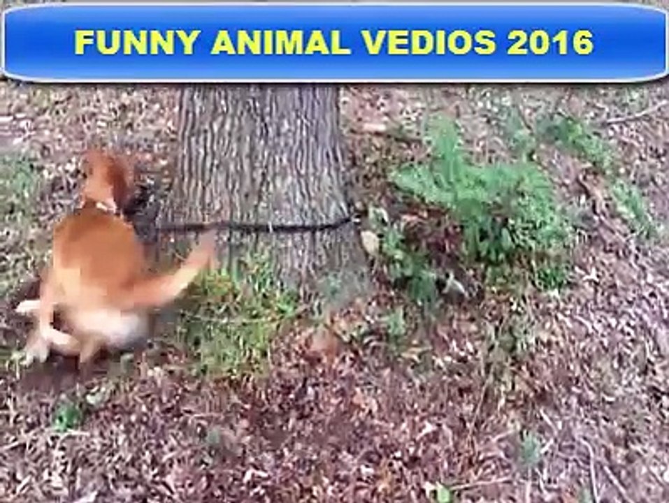 Funny & Crazy Dog Video 2016