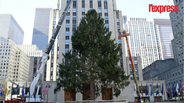 À New York, le gigantesque sapin de Noël est déjà installé