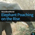 Elephant Poaching Shows No Sign of Slowing
