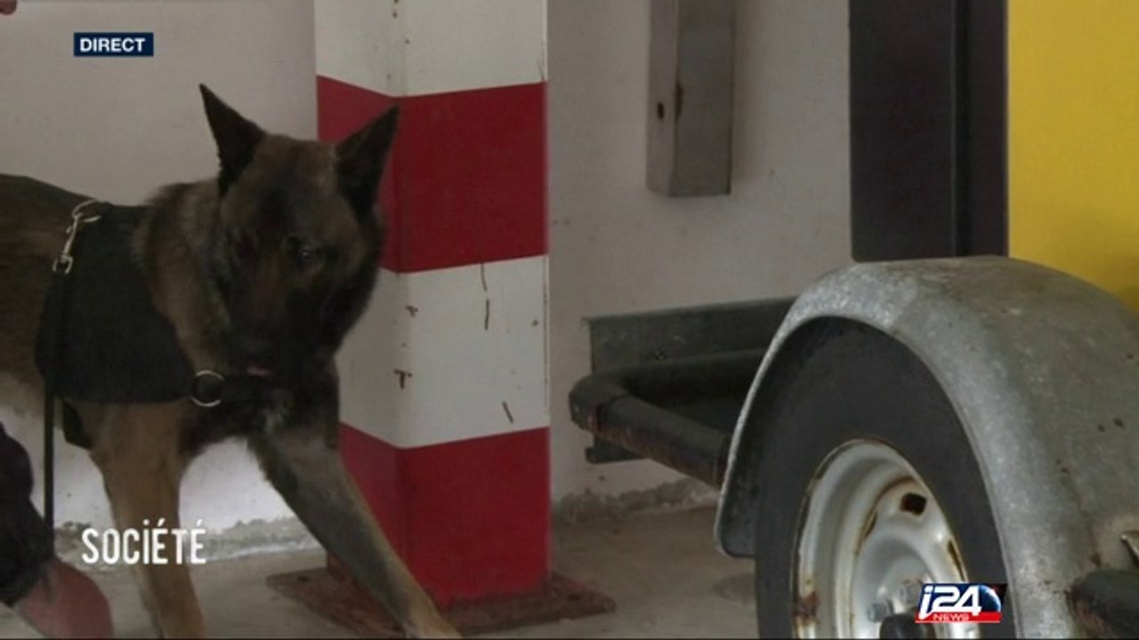 Grand Dossier : le flair des chiens pour dépister le cancer des seins