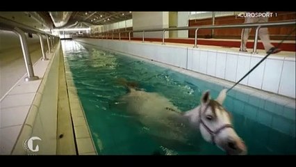 Horse Excellence: Qatar Academy Al Shaqab