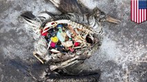 More and more seabirds are eating ocean plastic and now scientists know why