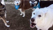 Wolf hybrid dogs have some kind of howling fest