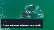 Un drone filme le ballet aquatique d'une baleine et d'un dauphin