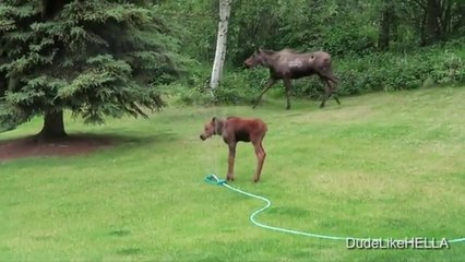 Il appercoit 2 élans dans son jardin et met l'arroseur en marche... Regardez leur réaction