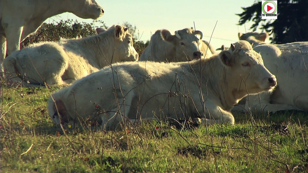 Belle-Île-en-Mer  |  Automne Soleil et Grandes-Marées   |  TVBI Belle-Île Télévision