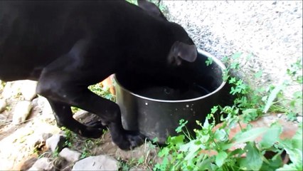 PitBull beve come Cammello