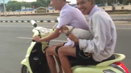 La drôle de réaction de ce petit chien en scooter