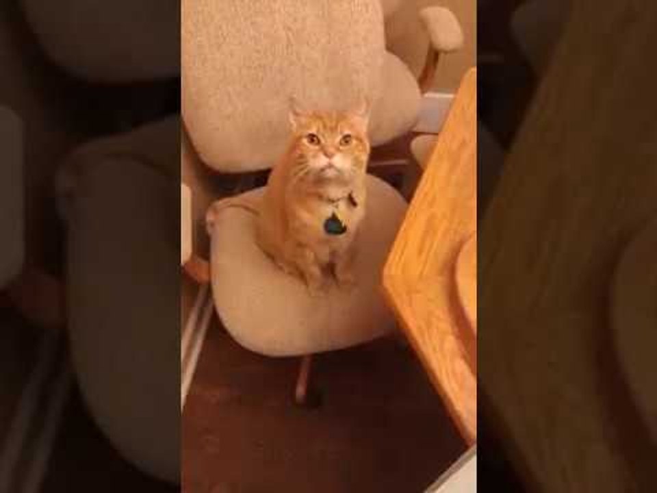 Cat Can't Put Two and Two Together