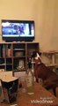 Buzz the Boxer Loving John Lewis Advert 2016