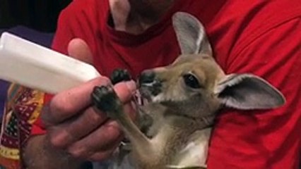Un bébé kangourou tête le biberon