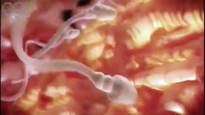 Du jamais vu ! Cette vidéo retrace les 9 mois de grossesse en seulement 4 minutes
