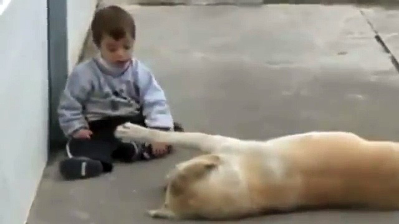 Ce labrador fait la connaissance d'un garçon trisomique. Une rencontre exceptionnelle !