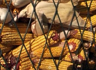 Direkcija otkupljuje kukuruz, 15. novembar 2016. (RTV Bor)