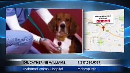 Dr. Catherine Williams Of Mahomet Animal Hospital: Fantastic Steps On How To Attain A First-class Pet Care