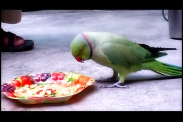 Ringneck Parrot Fighting for there Plate
