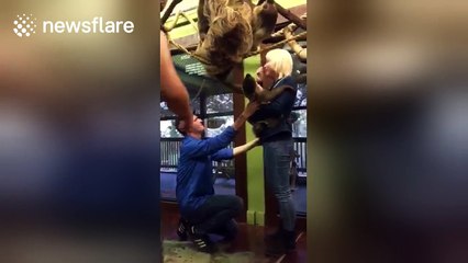 Man proposes to girlfriend surrounded by sloths