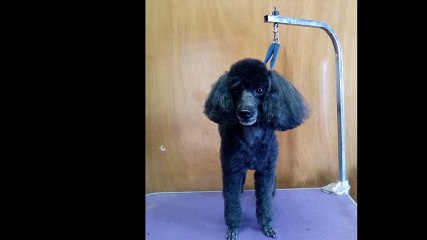 Puppy Cuts Grooming - (940) 205-4294