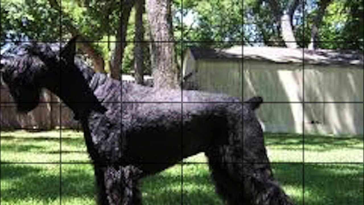 Schnauzer géant sa fiche par Educ'A'Dog vendée