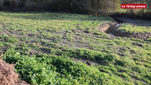 Baie de Douarnenez. La lutte contre les algues vertes commence dans les ruisseaux