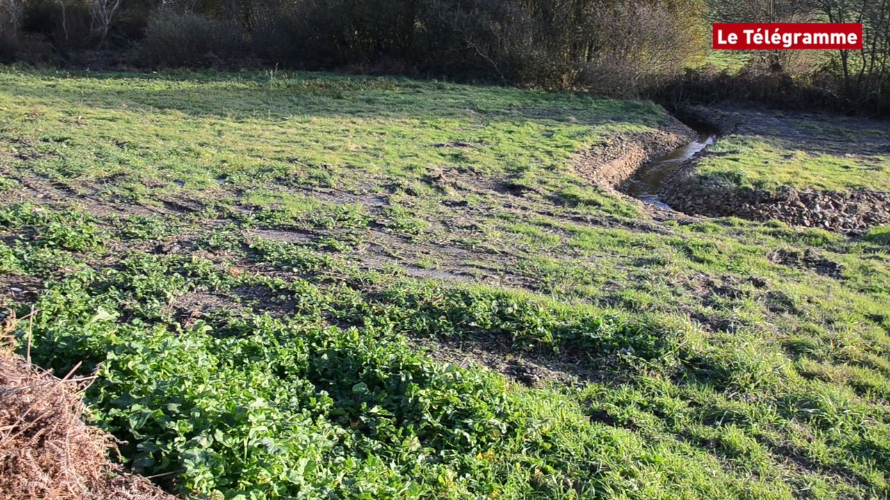 Baie de Douarnenez. La lutte contre les algues vertes commence dans les ruisseaux