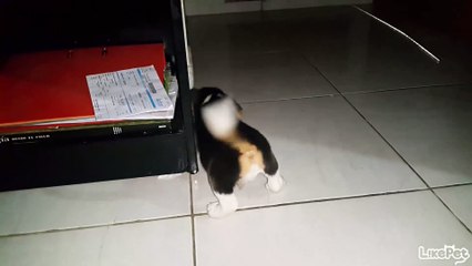 사랑스러운 비글 강아지