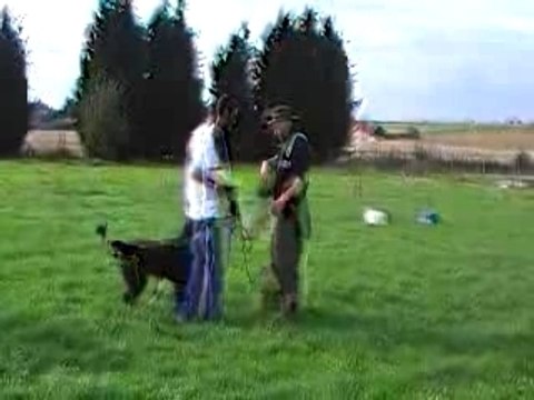 Bouvier des Flandres : Fausth de la Genesis