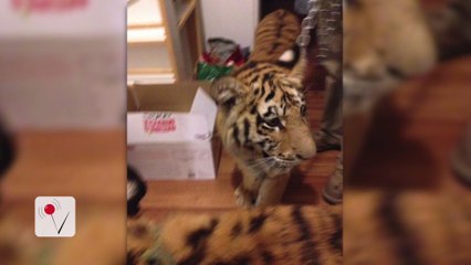 Texas Woman Arrested After Police Find Tigers in Her Home