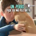 Un perro puede llegar a ser más feliz que tú!