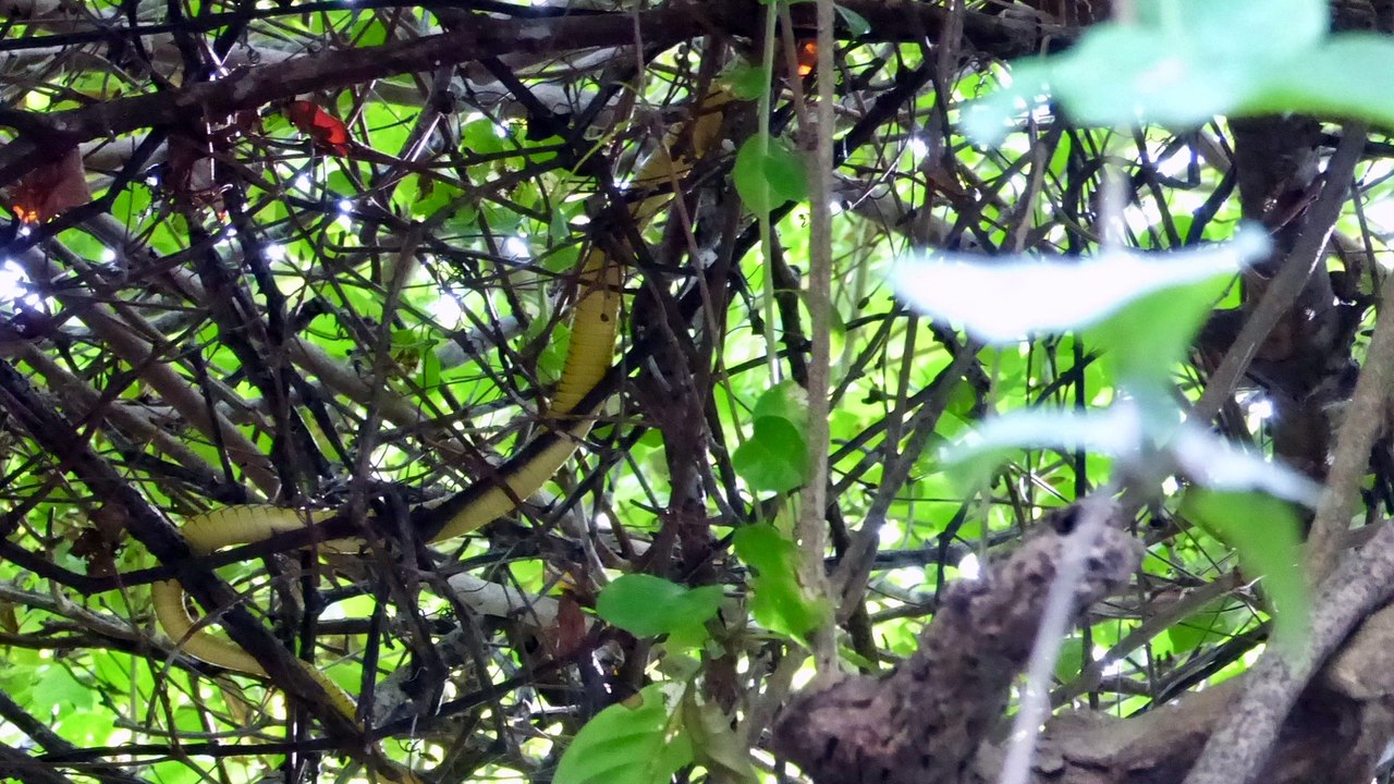 Amazon dream le best off de claudes yves