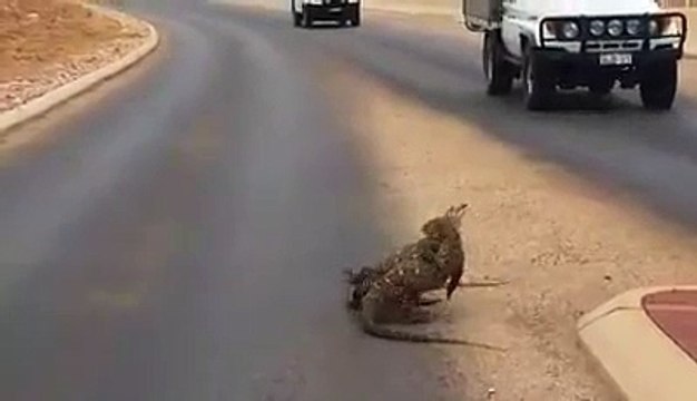 Drôle, bagarre entre deux lézards !